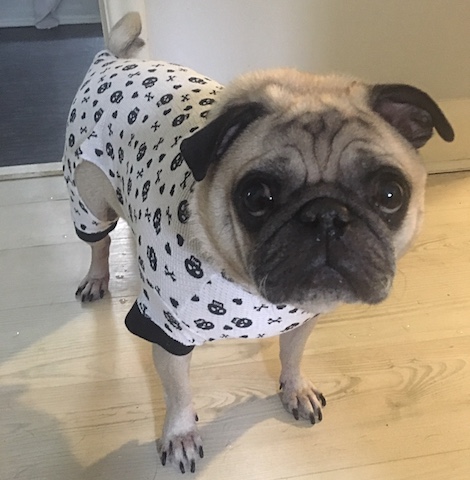 Pumba