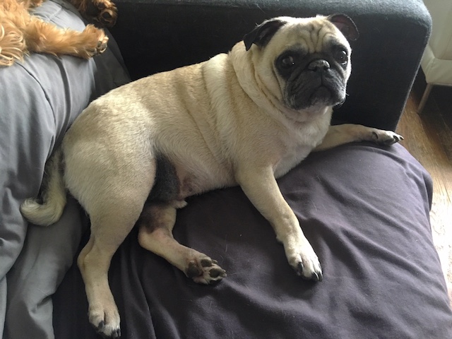 Pumba