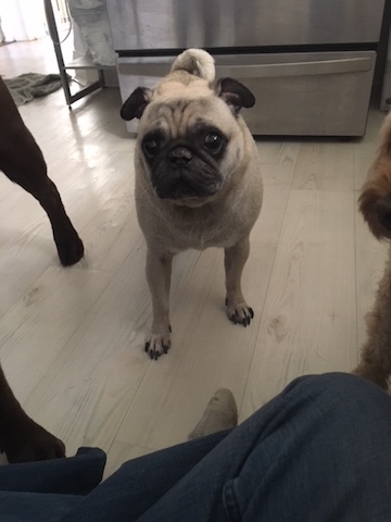 Pumba