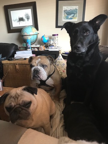 Pumba