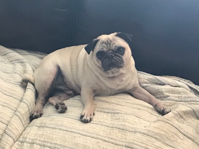 Pumba