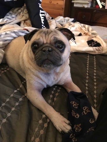 Pumba