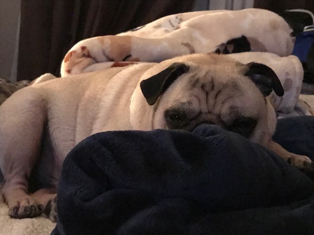 Pumba