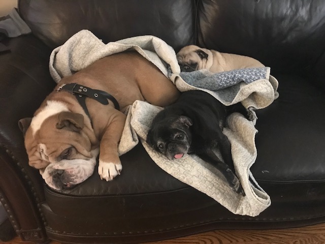 Pumba