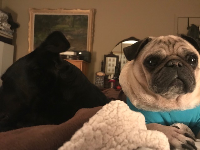 Pumba