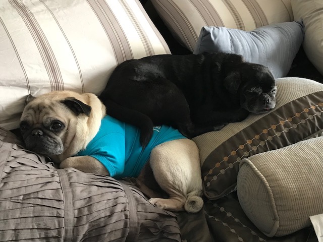 Pumba