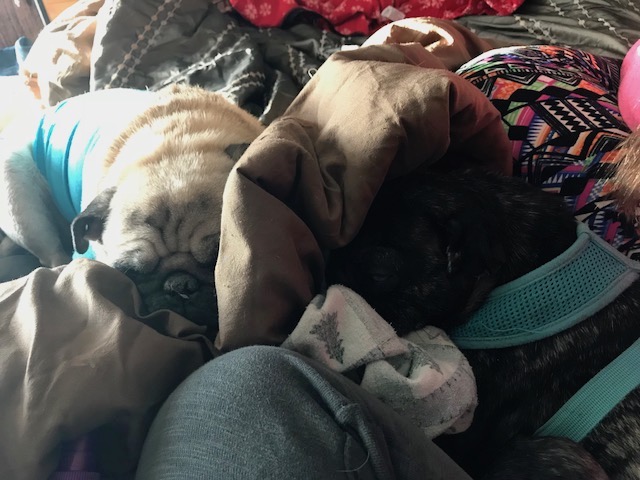 Pumba