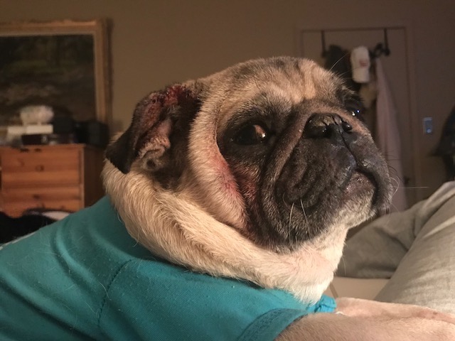 Pumba