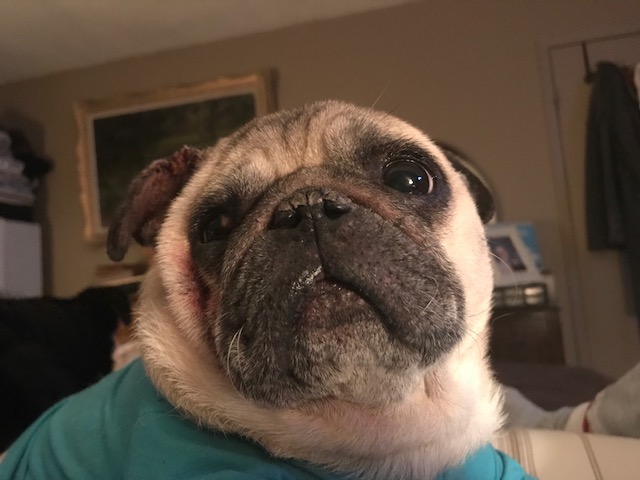 Pumba