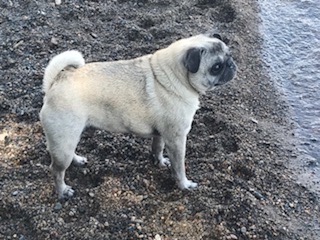 Pumba
