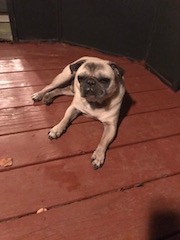 Pumba