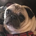 Pumba