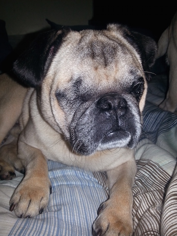 reggie