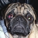 Rosey