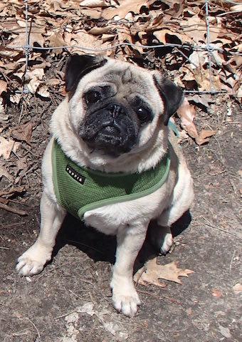 Sammy