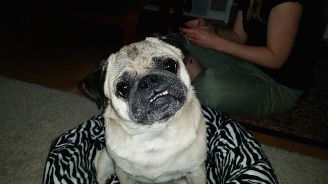 Sammy