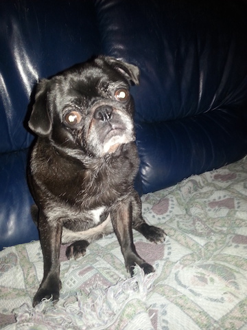 Stella
