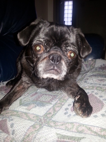 Stella
