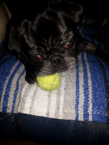 Stella