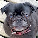 Stella