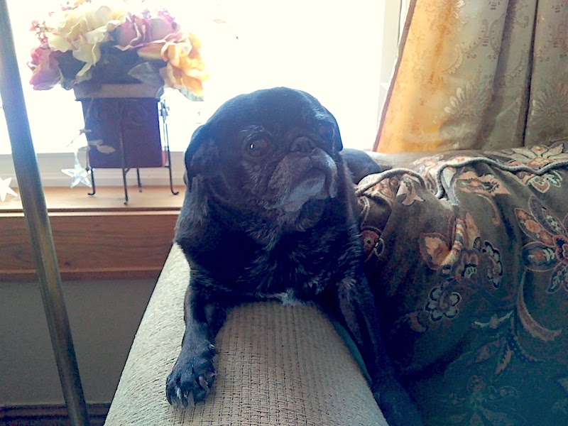 Stella