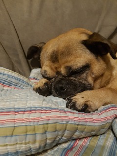 Tawnie
