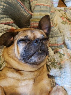 Tawnie