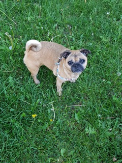Tawnie