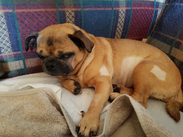 Tawnie