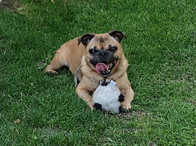 Tawnie