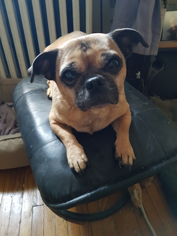 Tawnie