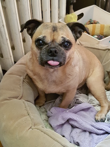 Tawnie