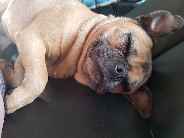tawnie