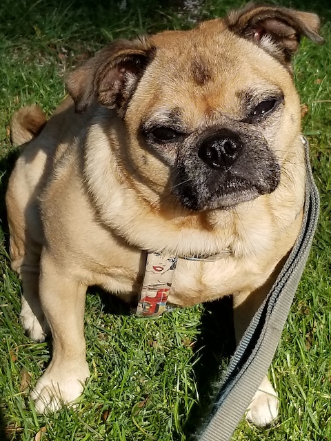 Tawnie
