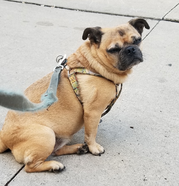 Tawnie