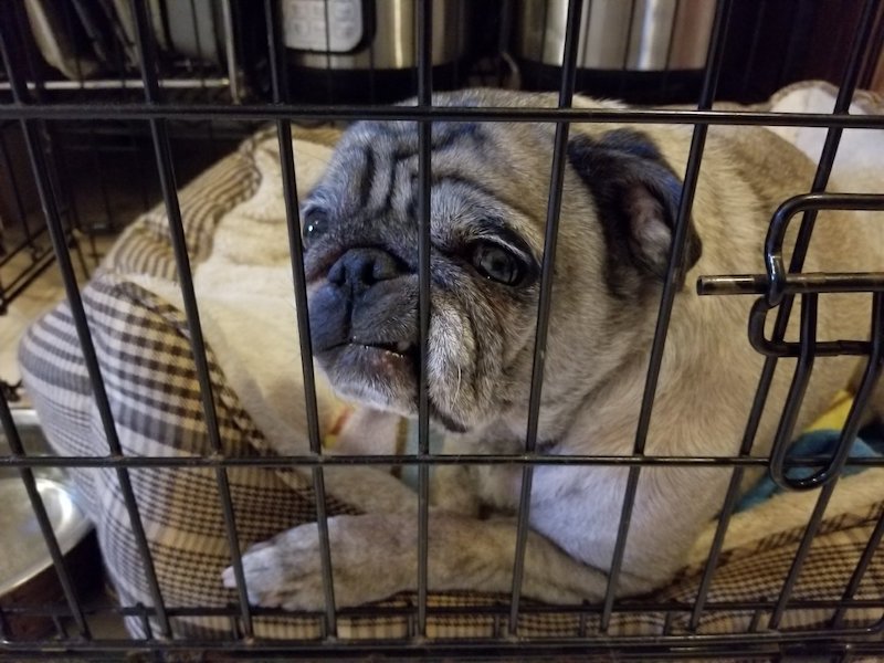 victor happy tails