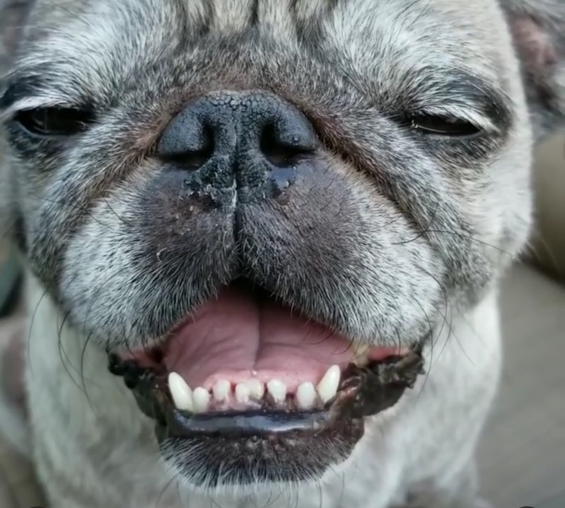 victor happy tails