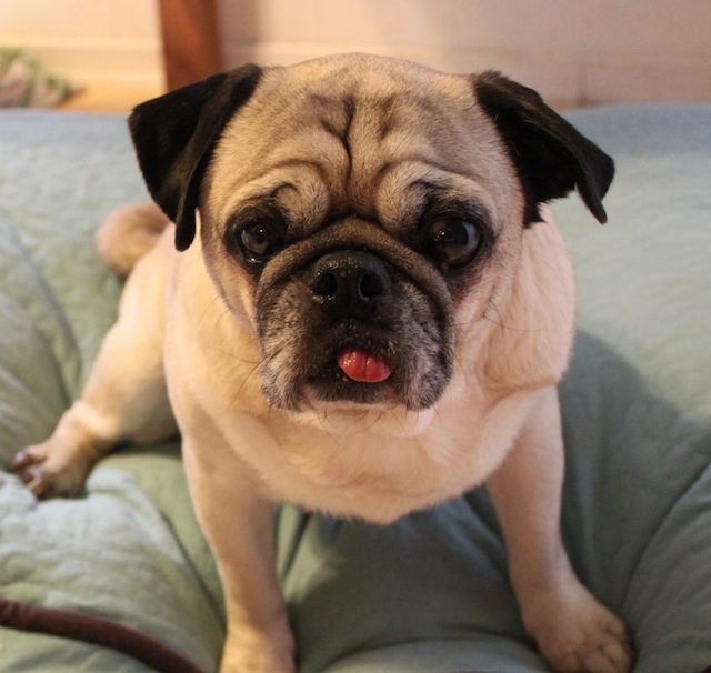 Mookie