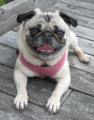poochie