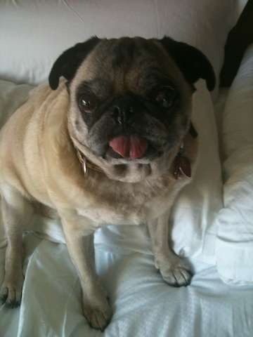 Pugsley