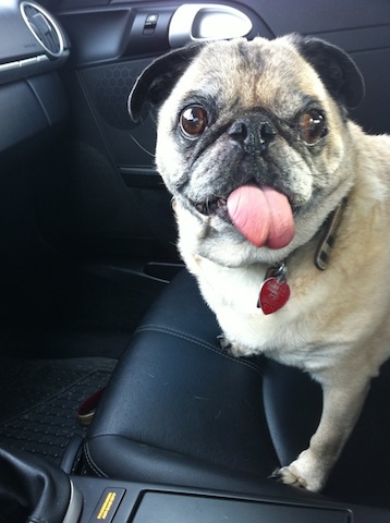 Pugsley