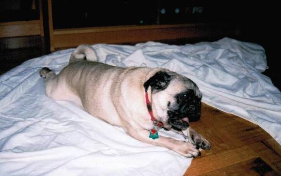Pugsley