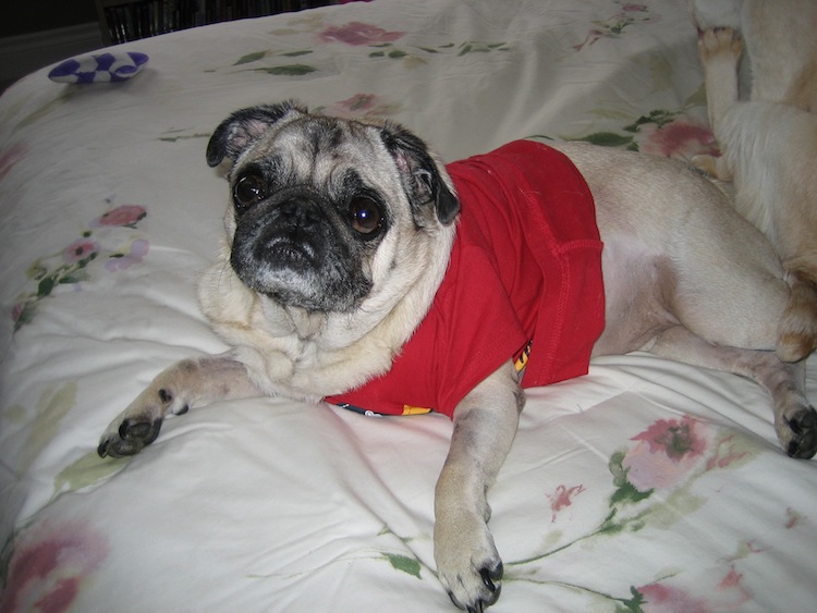 pugsley